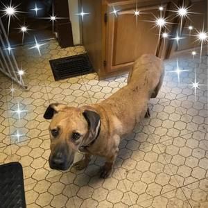 Meet your Posher, Peter